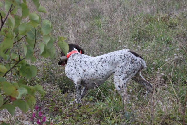 CH. TR. Elite du Milobre de Bouisse