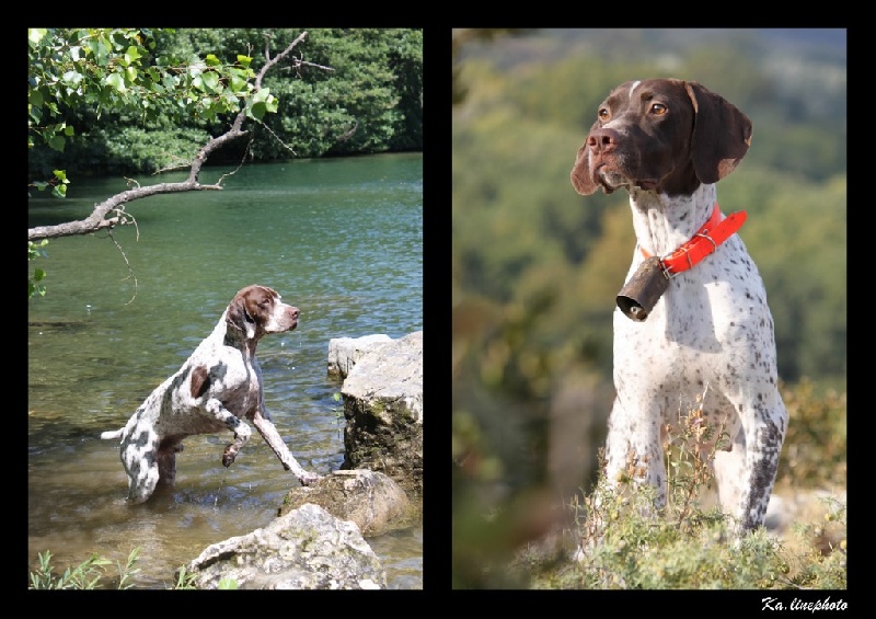 De Pelissol - Braque français, type Pyrenees (petite taille) - Portée née le 05/06/2012