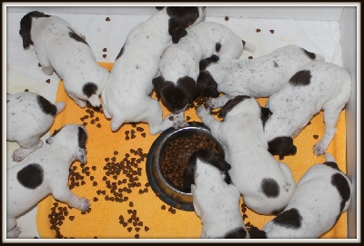 De Pelissol - les chiots en photo !!!