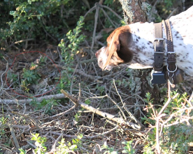 Chasse