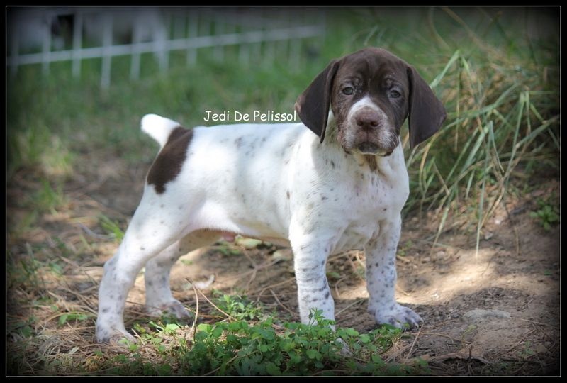 chiots de Dick et d'Elite nés le 2 juin 2014