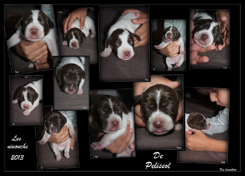 chiots Elite & D'jocker,nes le 15 septembre 2013